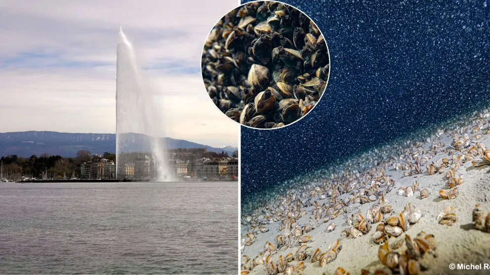 Ženevské jazero, lastúrniky, invazívne, Dunaj