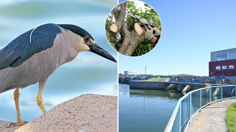 Kráľová, výrub, vtáčie územie