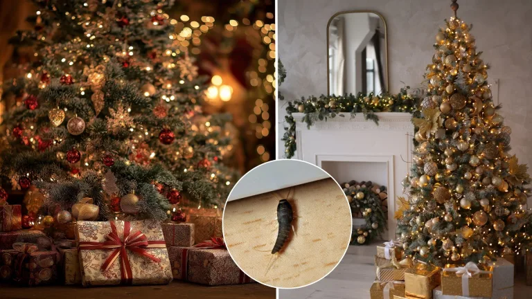 vianočné stromčeky, hmyz