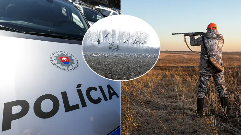 Žeriav Popolavý streľba