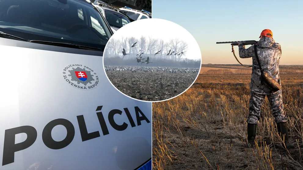 Žeriav Popolavý streľba