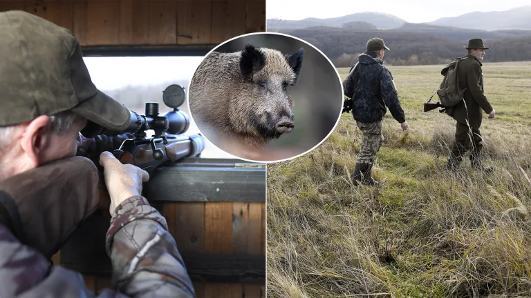 diviak poľovačka poľovník