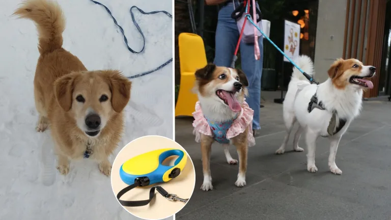 pes, vôdzka, venčenie