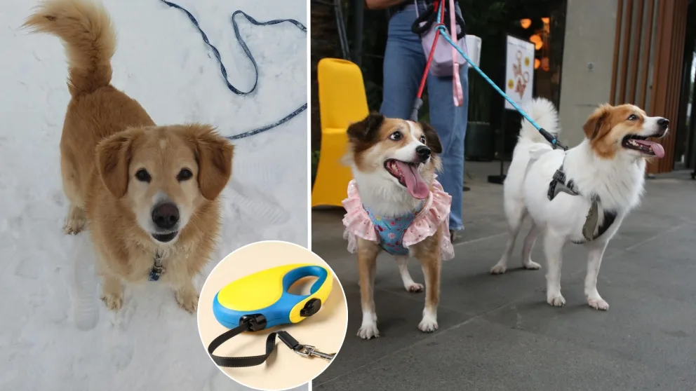 pes, vôdzka, venčenie