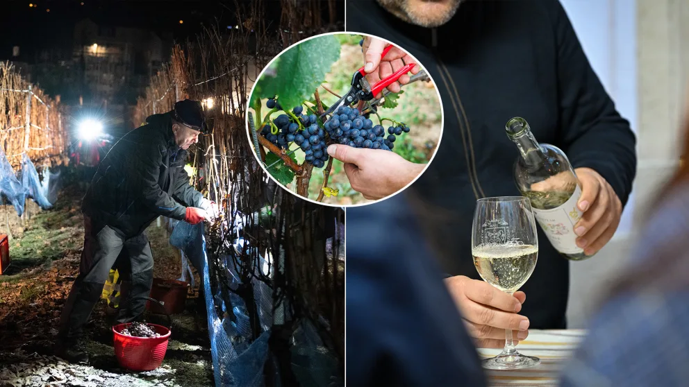 hrozno ľadové víno zber