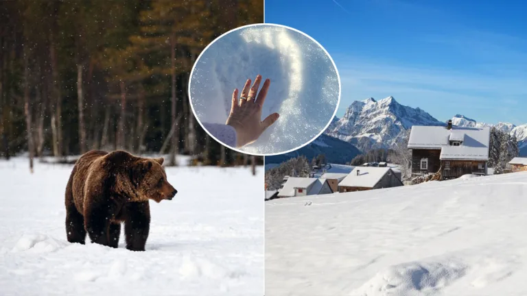 medveď stopy Tvarožná