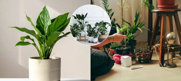 lopatkovec, rastliny