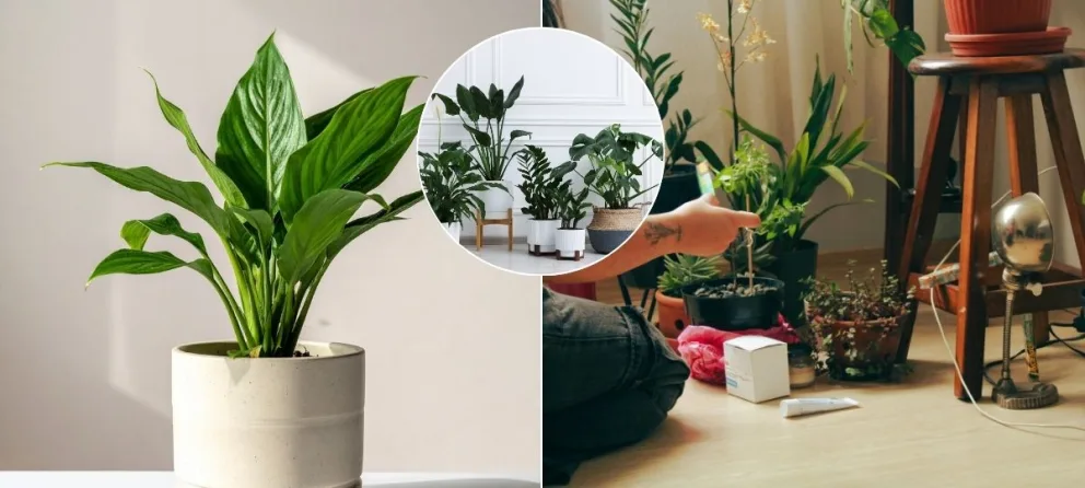 lopatkovec, rastliny