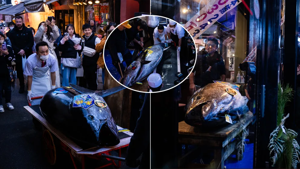 tuniak Japonsko aukcia