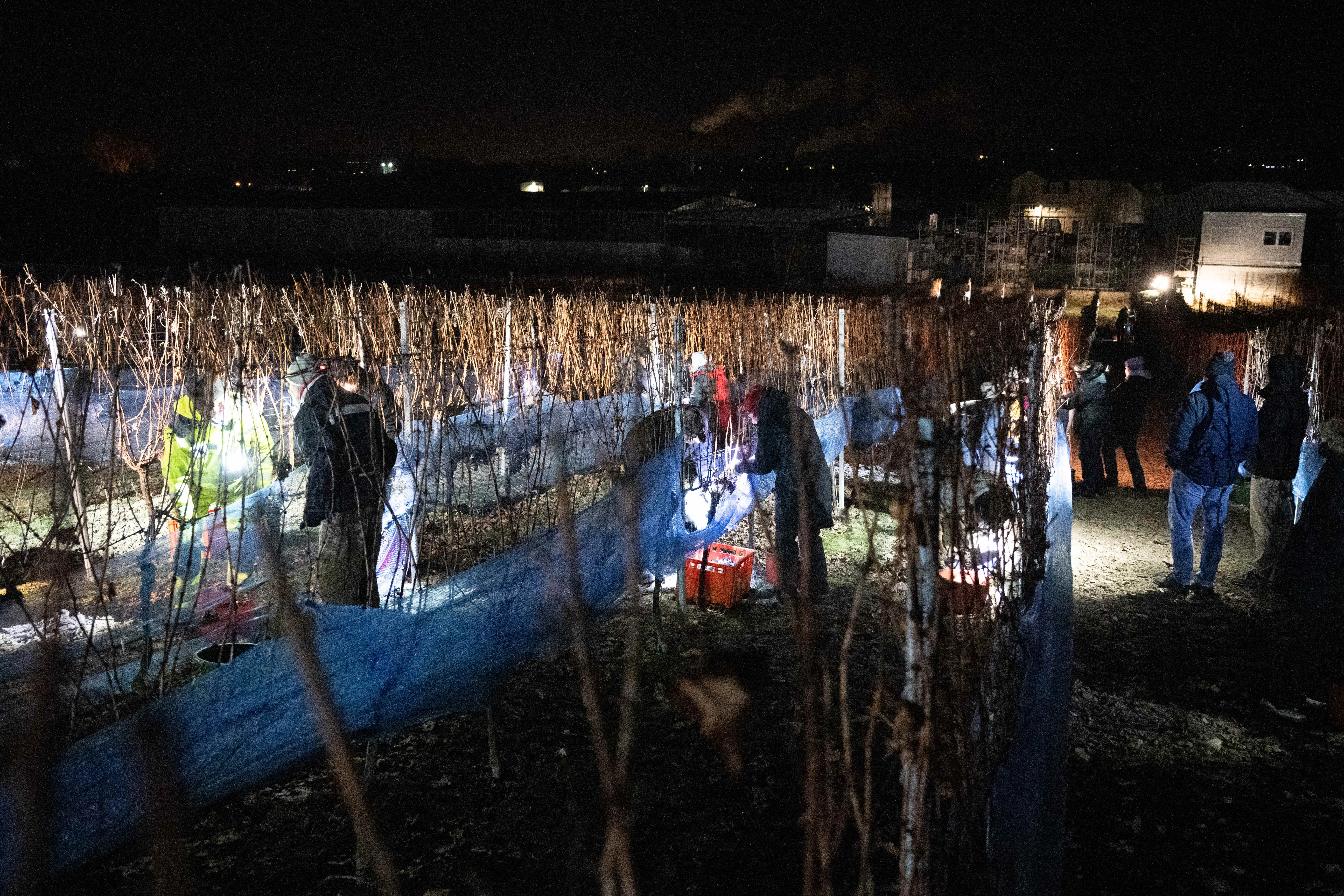 hrozno ľadové víno zber