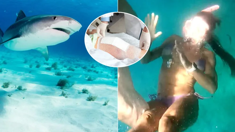 útok žraloka na turistku