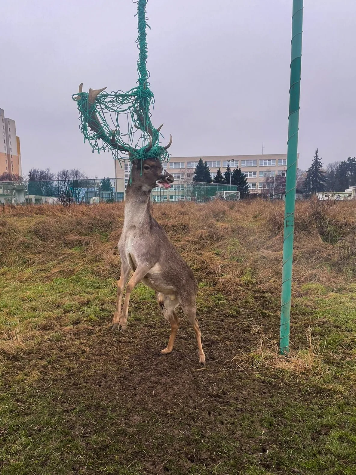 jeleň daniel Pezinok