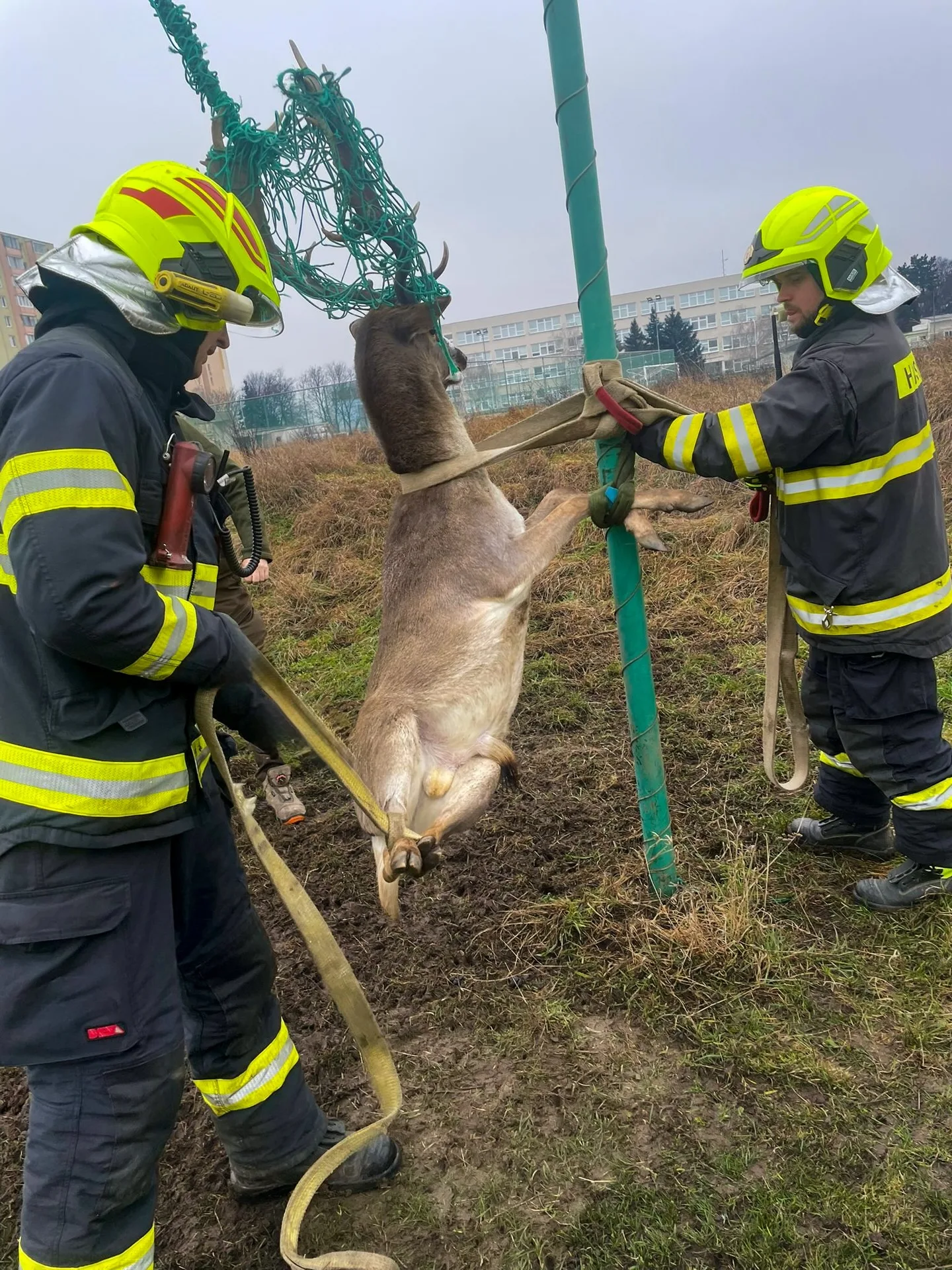 jeleň daniel Pezinok