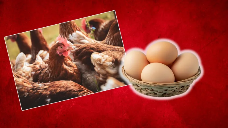 vajcia, vtáčia chrípka