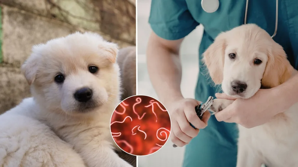 pes, ochorenie, parazit