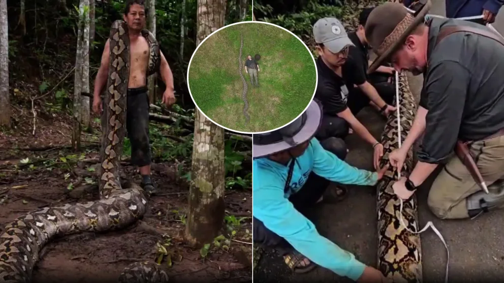 najdlhší had na svete Barónka