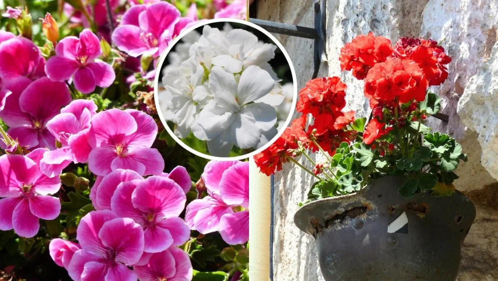 Chcete krásne muškáty bez zbytočných výdavkov? Ide to aj zo semien