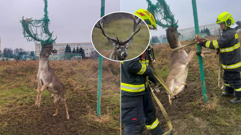 jeleň daniel Pezinok