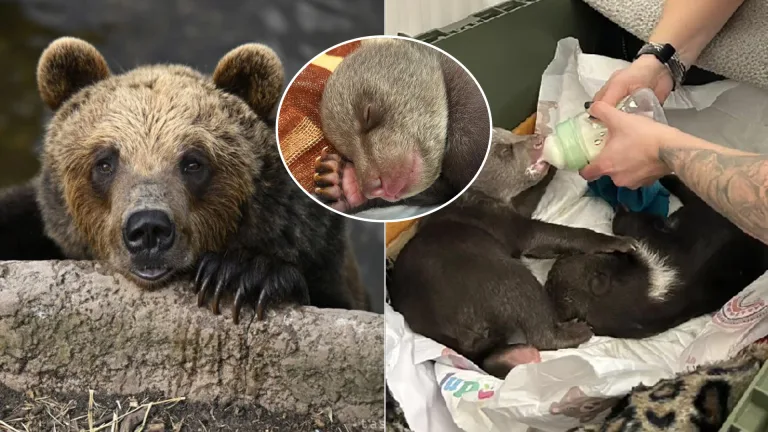 mláďatá zastrelenej medvedice ZOO Bojnice