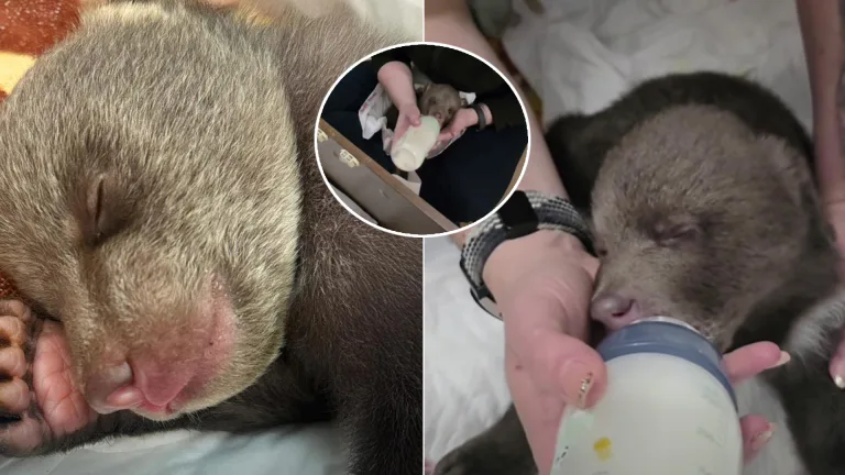 mláďatá zastrelenej medvedice ZOO Bojnice