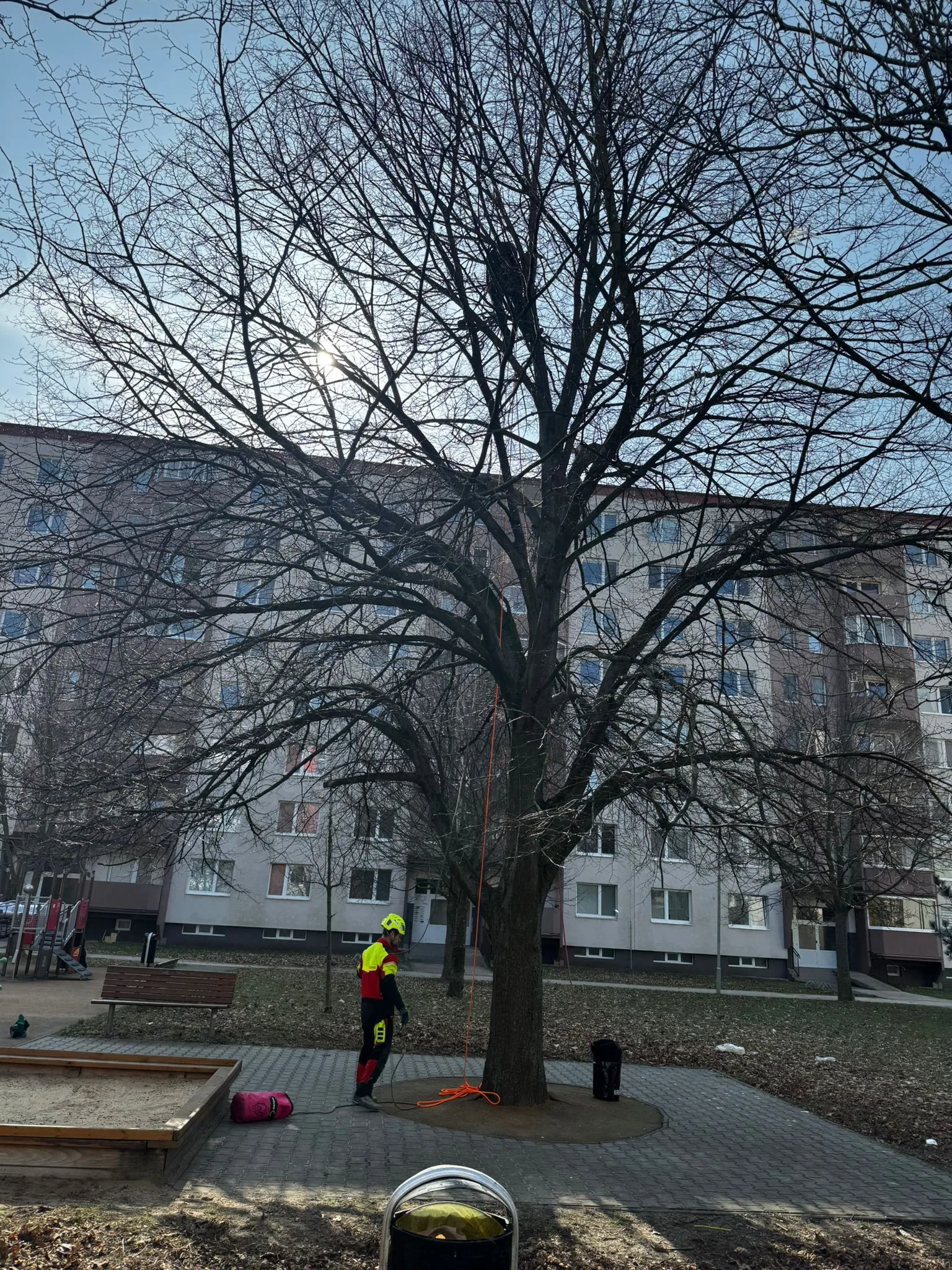 bicykel v korune stromu