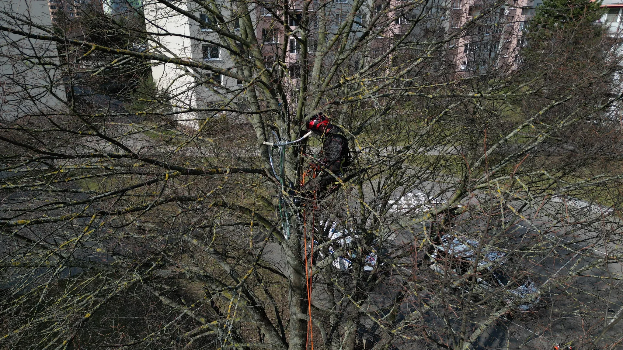 bicykel v korune stromu