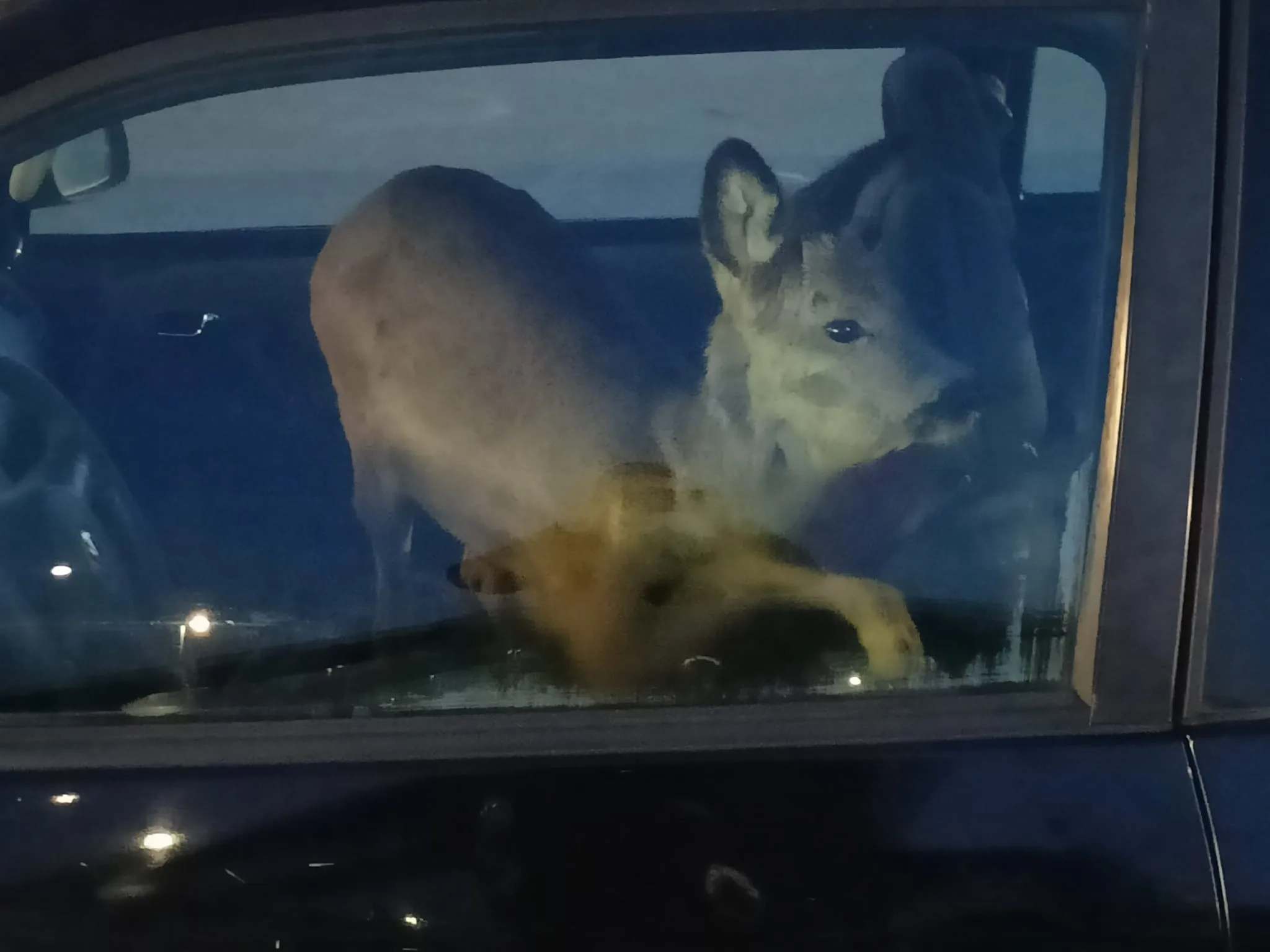 Poľsko srnec vodička