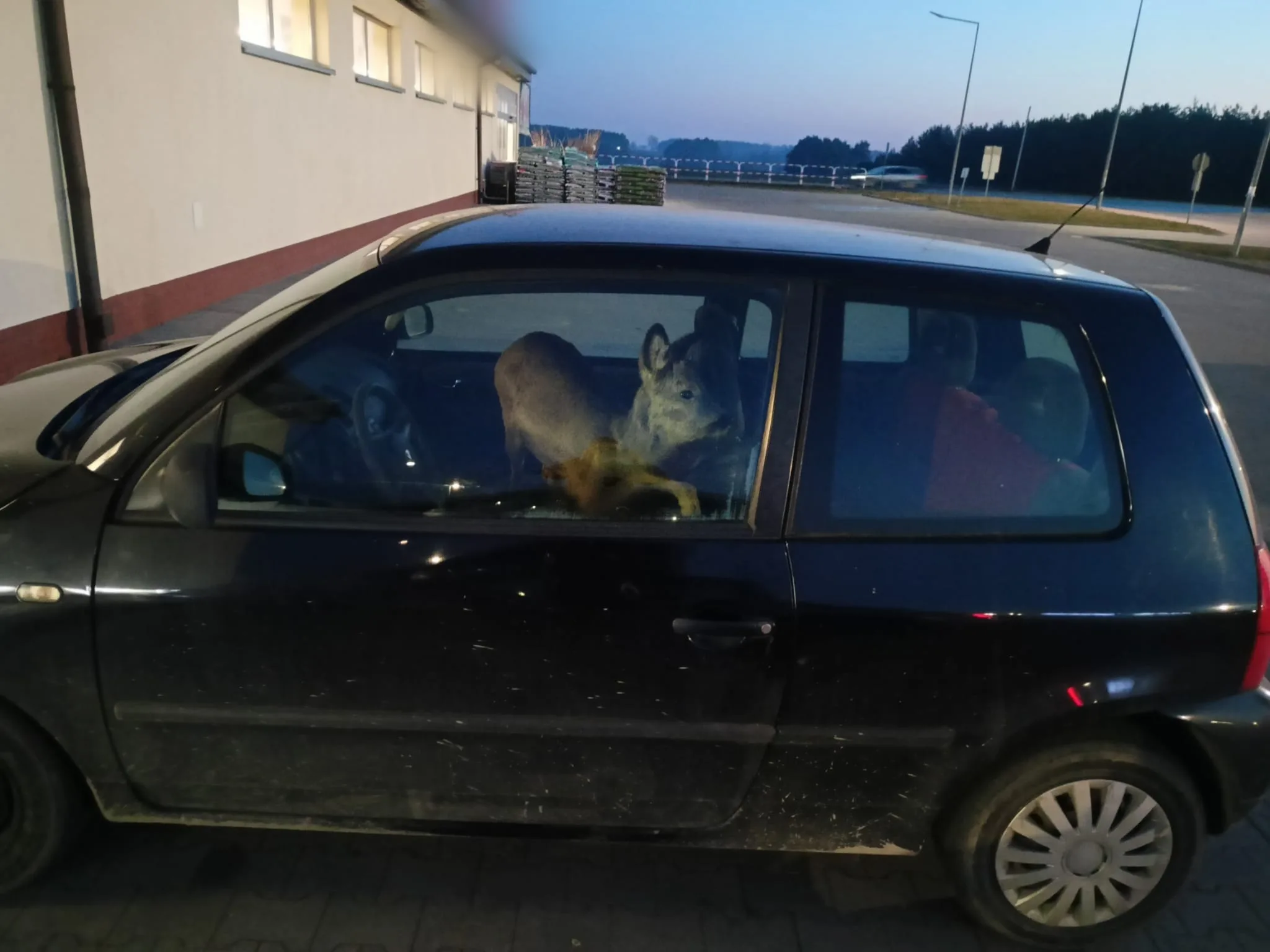 Poľsko srnec vodička