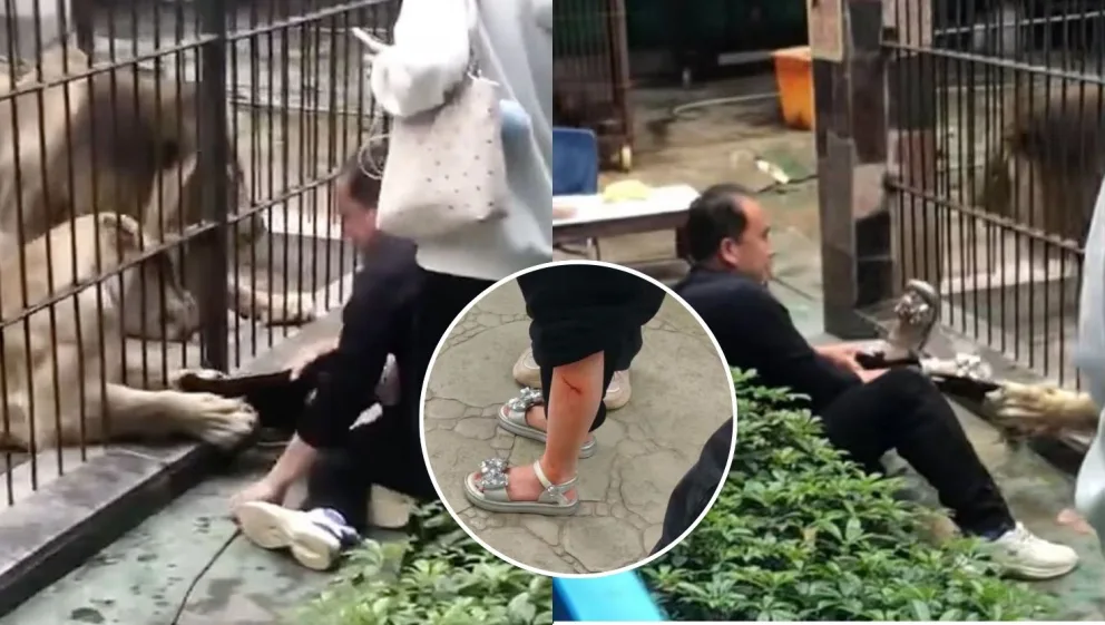 V čínskej zoo chytila ​​levica 10-ročné dievčatko pazúrmi, keď sa ho snažilo nakŕmiť.