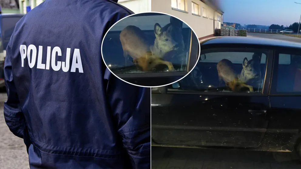 Poľsko srnec vodička