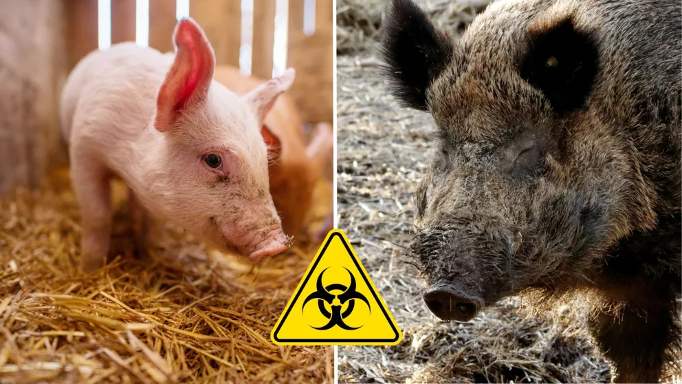 africký mor ošípaných, prasa, diviak