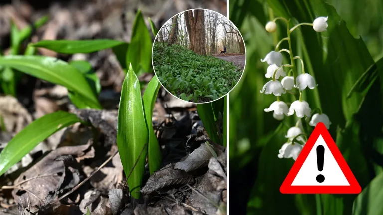 medvedí cesnak, konvalinka