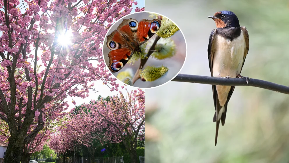 jar lastovička slnko čerešne