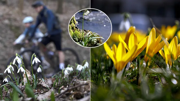 kvety jar snežienky šafrany bledule jarné