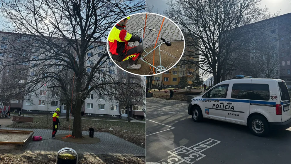 bicykel v korune stromu